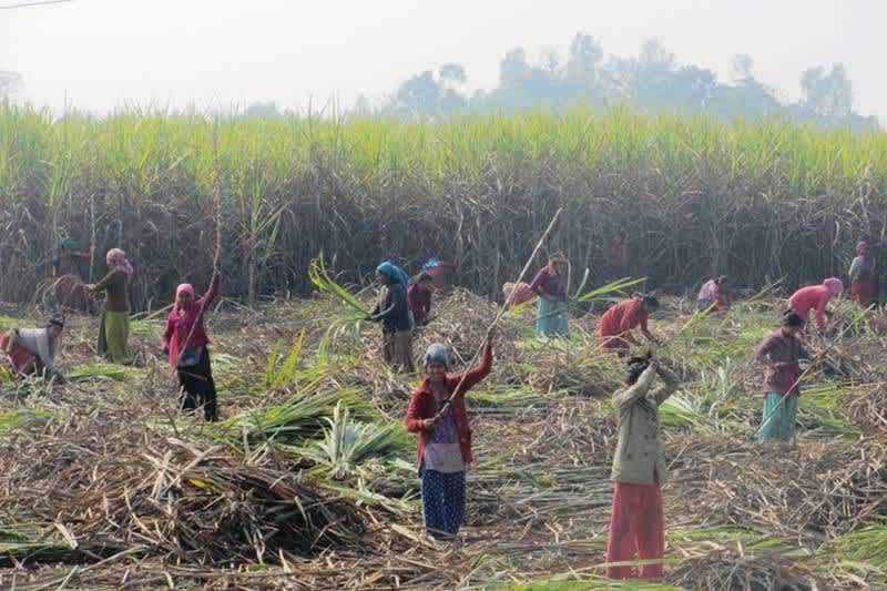 Nepal Sugar mill owners accused of importing sugarcane illegally