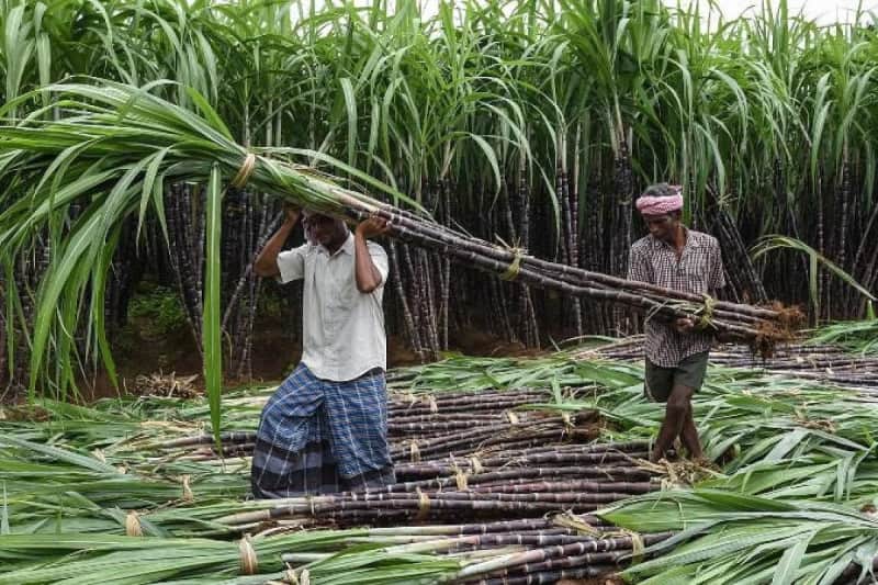 ‘Implement plan to revive sugar mills’