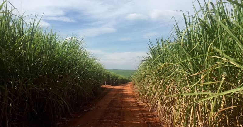 Brazil's new sugar season to recover as rains return, says Datagro | International News