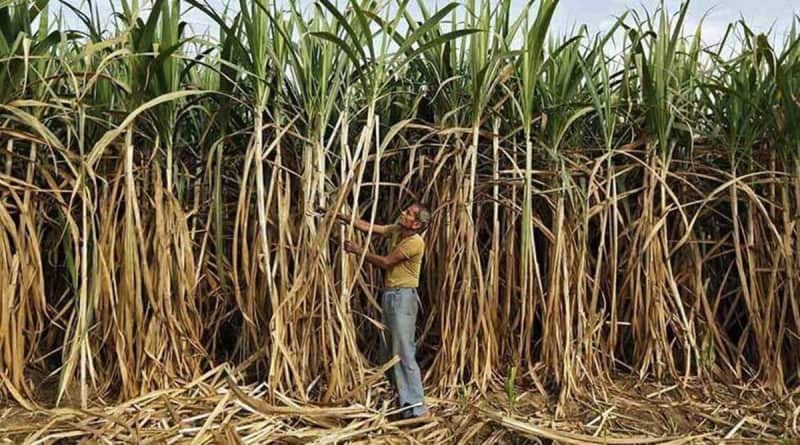 Red rot — sugarcane’s cancer — detected in Punjab’s major cane growing districts
