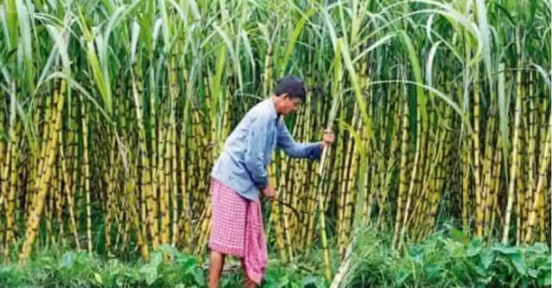 Union Cabinet approves highest ever fair and remunerative price of Rs 290/quintal for sugarcane farmers