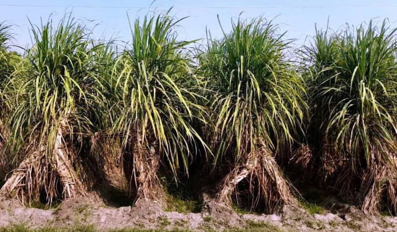 Sugar output may drop to 30.5 million tonne next season with more cane diversion to ethanol