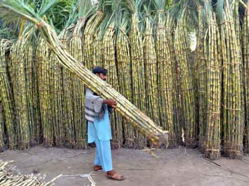 India raises sugar cane floor price by 1.8%, minister says