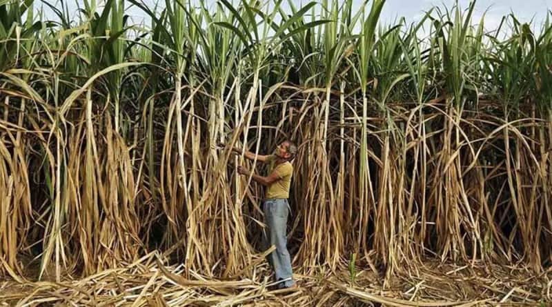 For this farmer, sugarcane is a bitter harvest