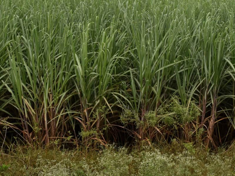 Low sugarcane prices; pending dues in Punjab destroying sugar cultivators : Chhina