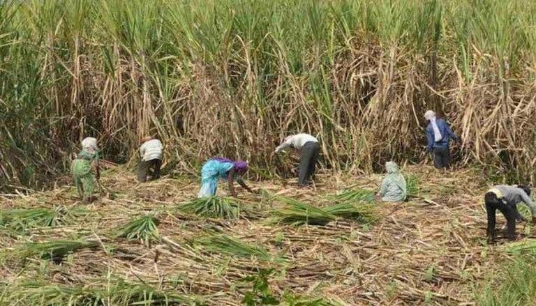 Sugarcane yield at record high in Uttar Pradesh; farmers' income augments