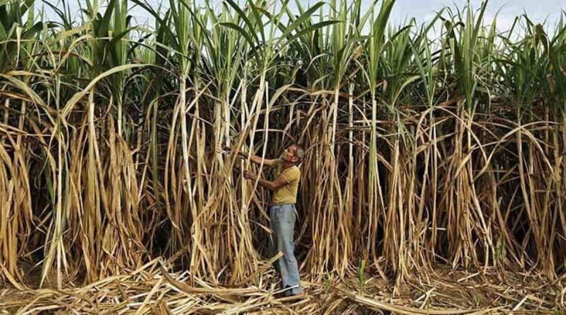 For better yield, Punjab plans sugarcane seed diversification