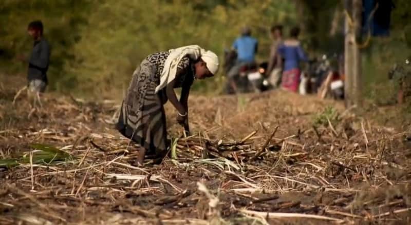 Video documents 'bitter struggle' of Dang tribals working as sugarcane cutters