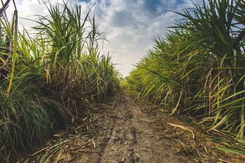 Cane fields burnt in KwaZulu-Natal, sugar mills shut