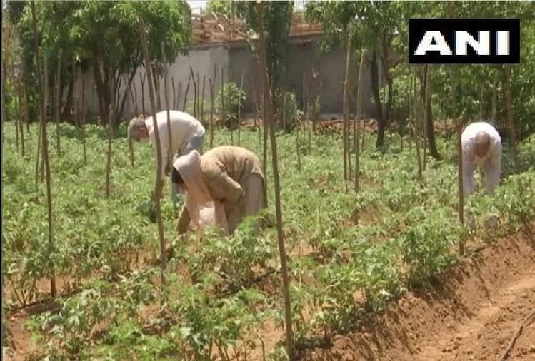 जम्मू-कश्मीर में राजोरी में जैविक खेती कर रहे किसानों ने की सरकार से पानी की व्यवस्था करने की अपील