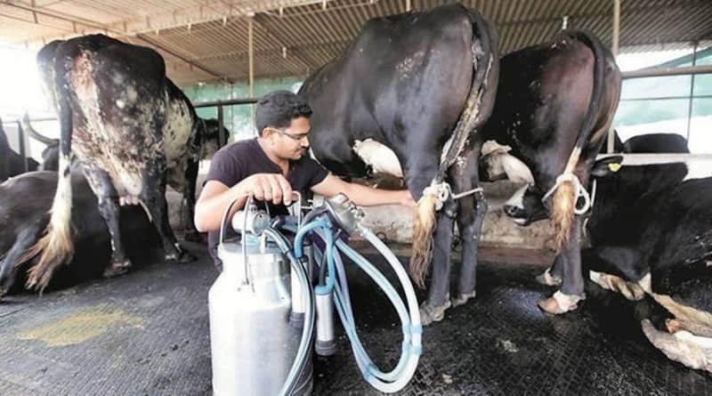 Feed developed by ICAR also increases weight, milk production: Feed supplement reduces methane emissions by livestock