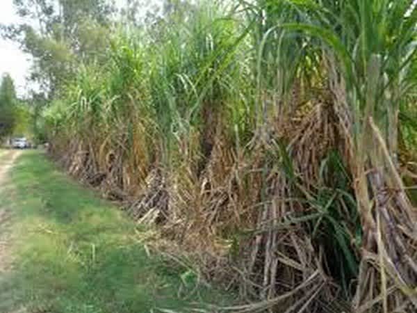 Sugarcane production in Maharashtra to go up by over 200 lakh tonnes