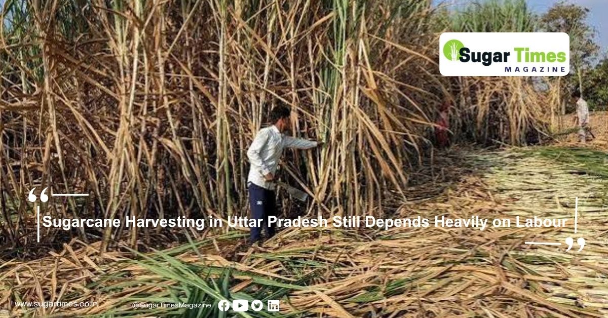 Sugarcane Harvesting in Uttar Pradesh Still Depends Heavily on Labour