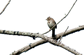 Contemplative Sparrow