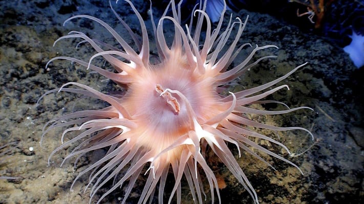 Anemone 1b