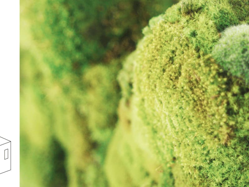 moss greening system - [Pianta Pianta terrestre Erba]