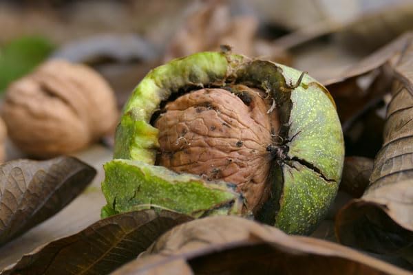 Vue 3 de Huile De Noix Bio