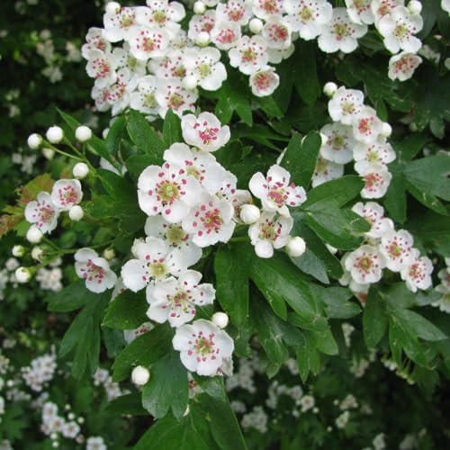 Vue 6 de Alpi Nature Aubepine Tisane