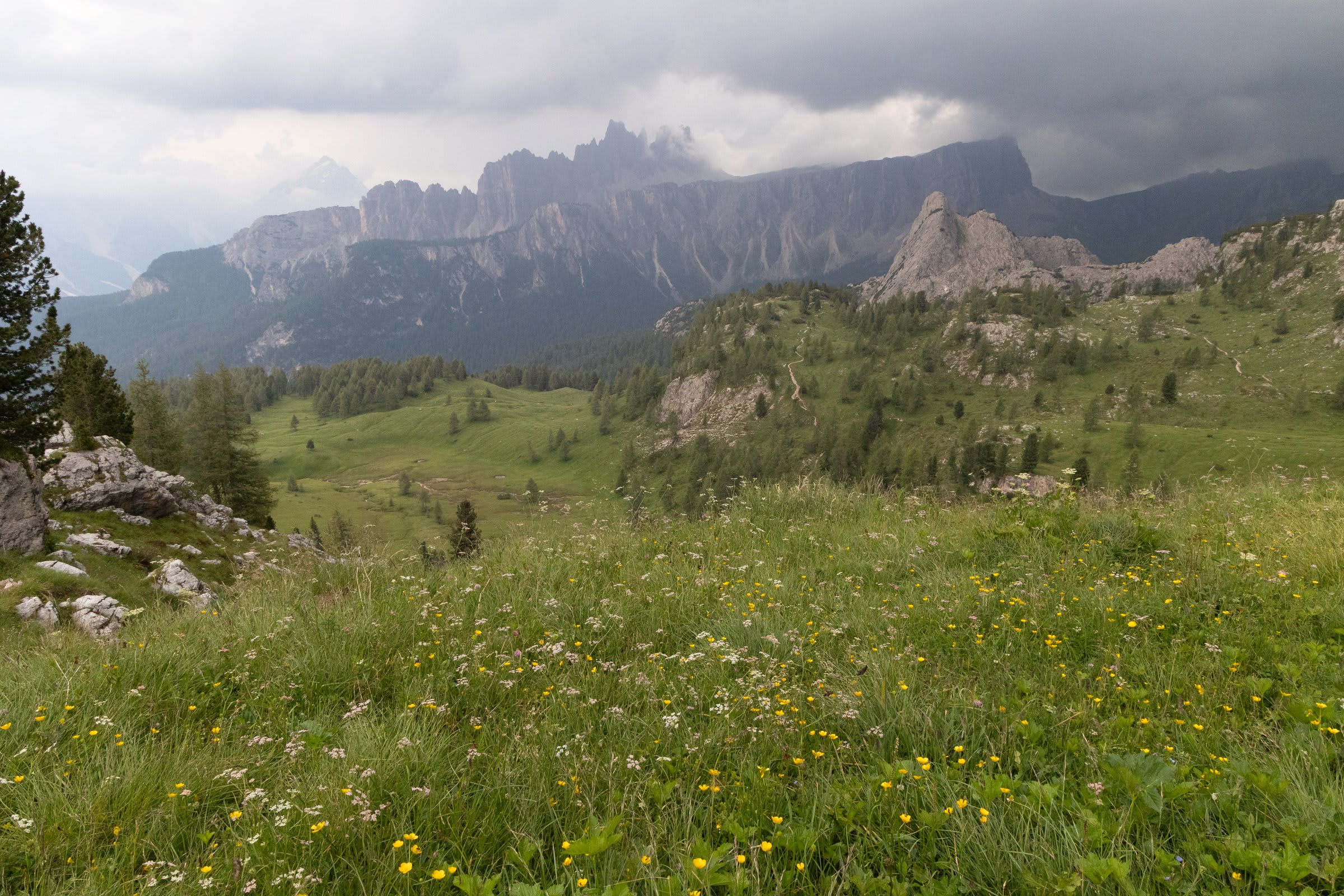 Walking through the alpine meadow with wildflowers in bloom5