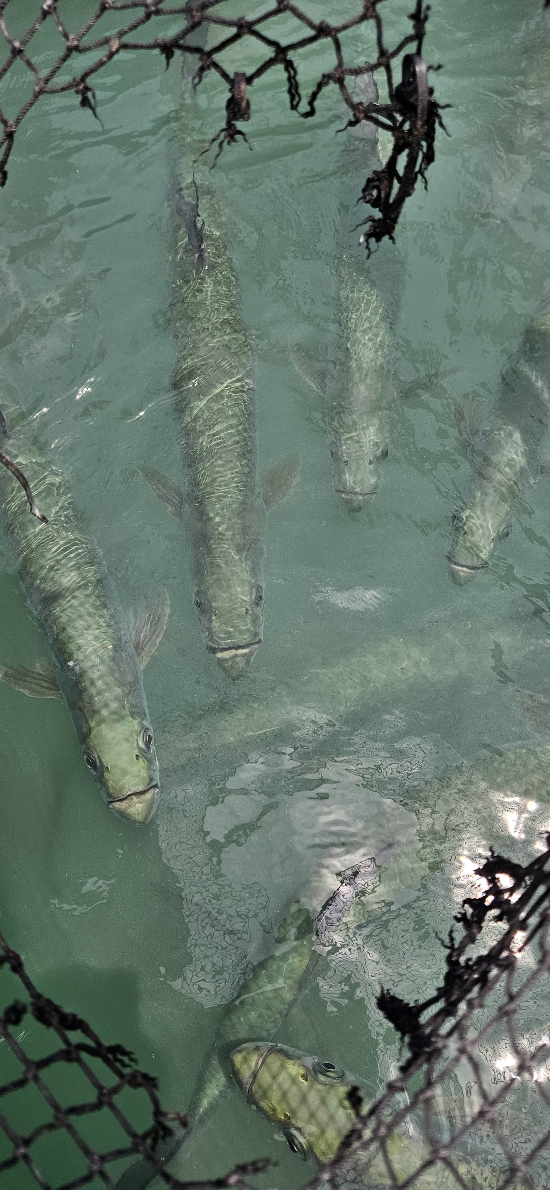 Tarpon feeding stop in Islamorada