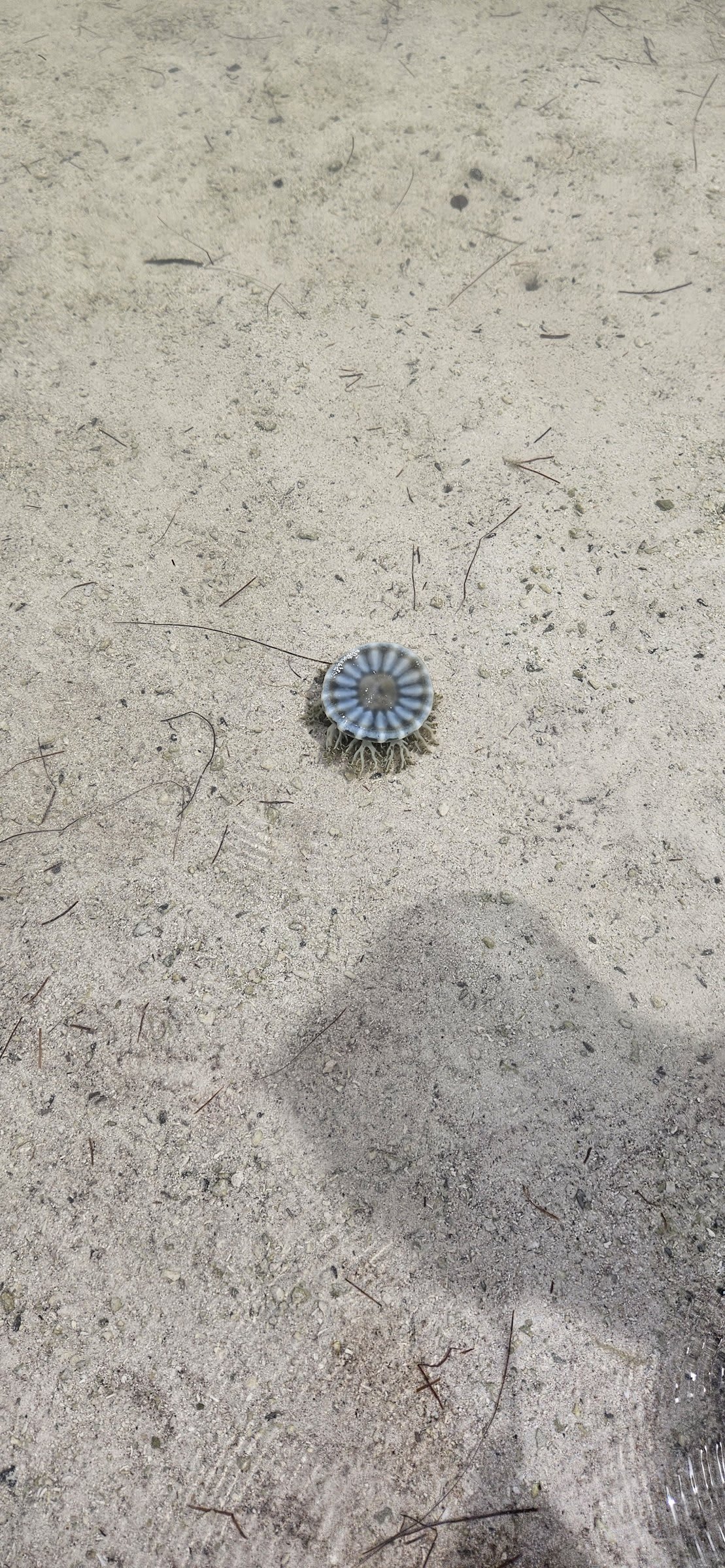 Cassiopeia jellyfish at Bahia Honda State Park
