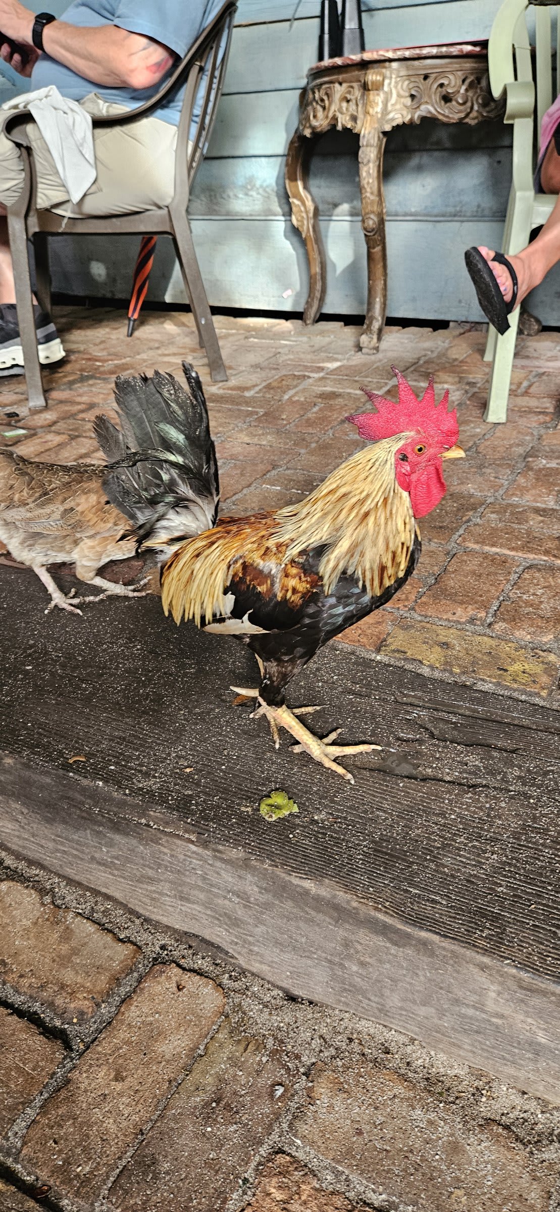 Rooster that joined us for dinner