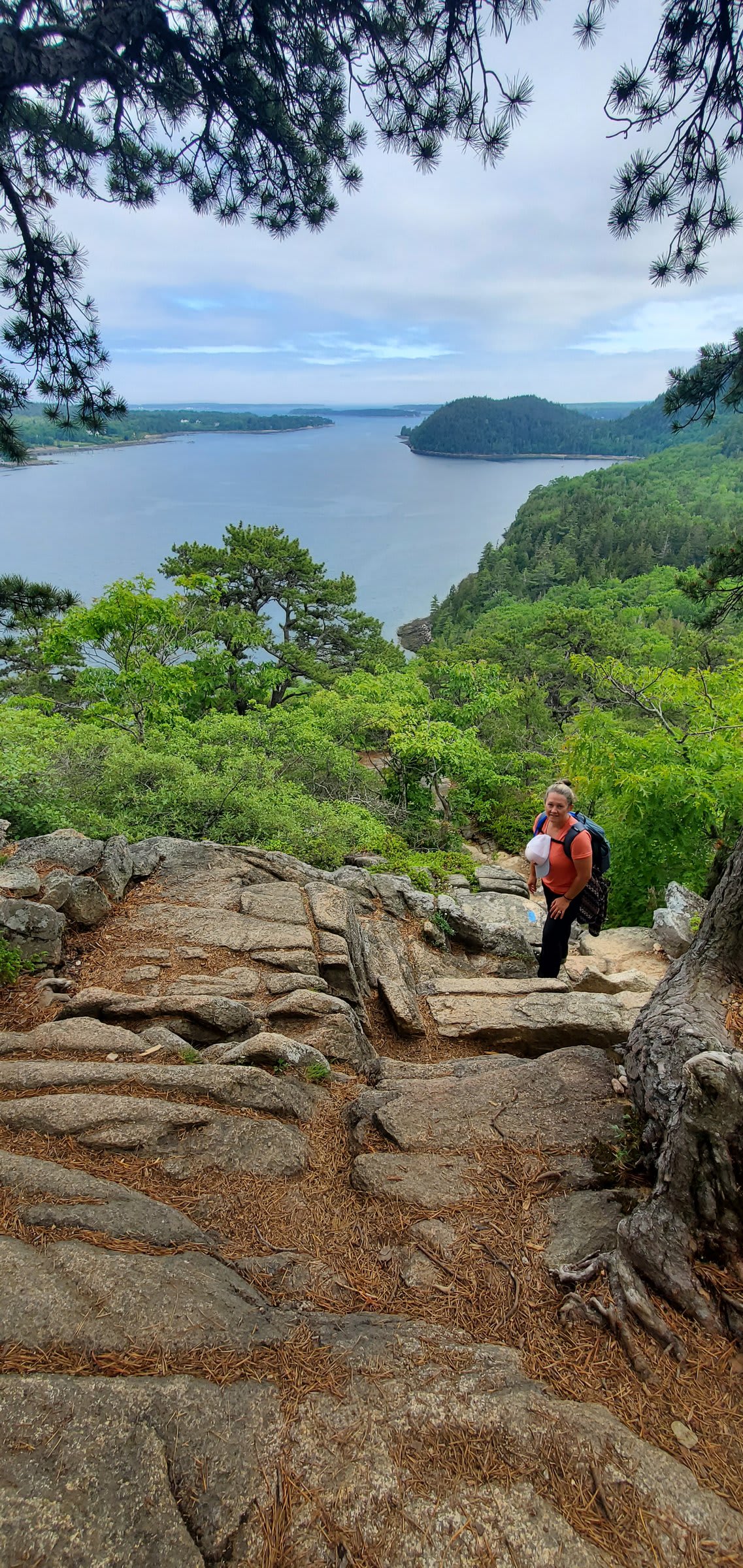 Lush green vegetation and interesting plants discovered on the Acadia Mountain Trail