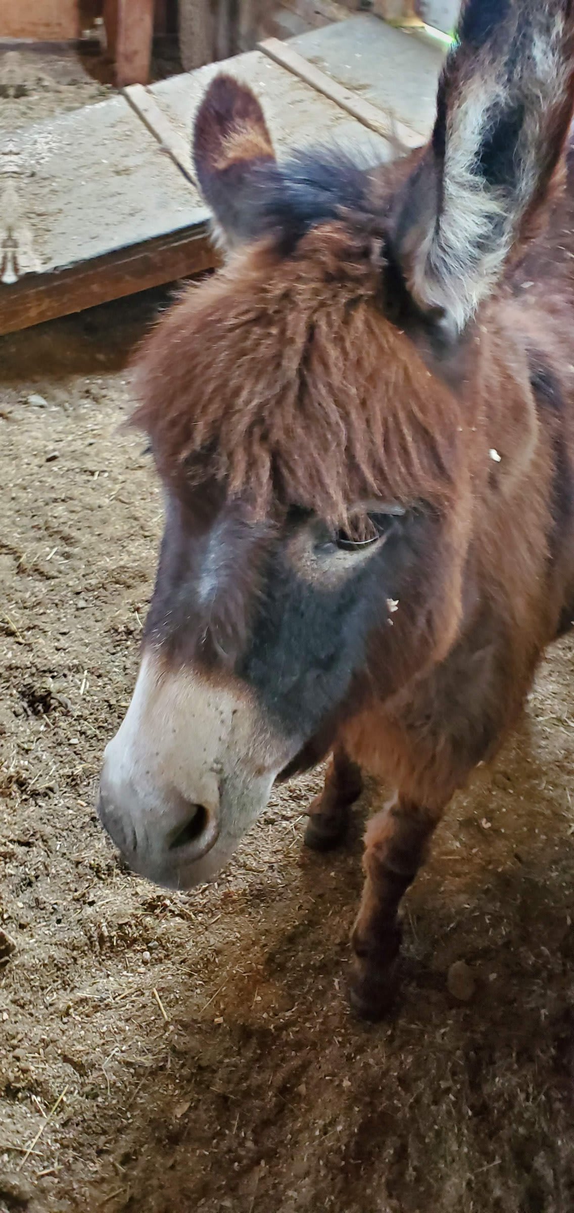 A friendly donkey up close in the barn