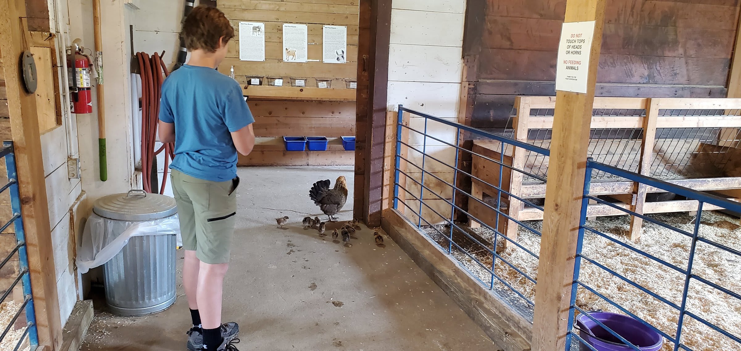 A hen and her chicks inside the barn