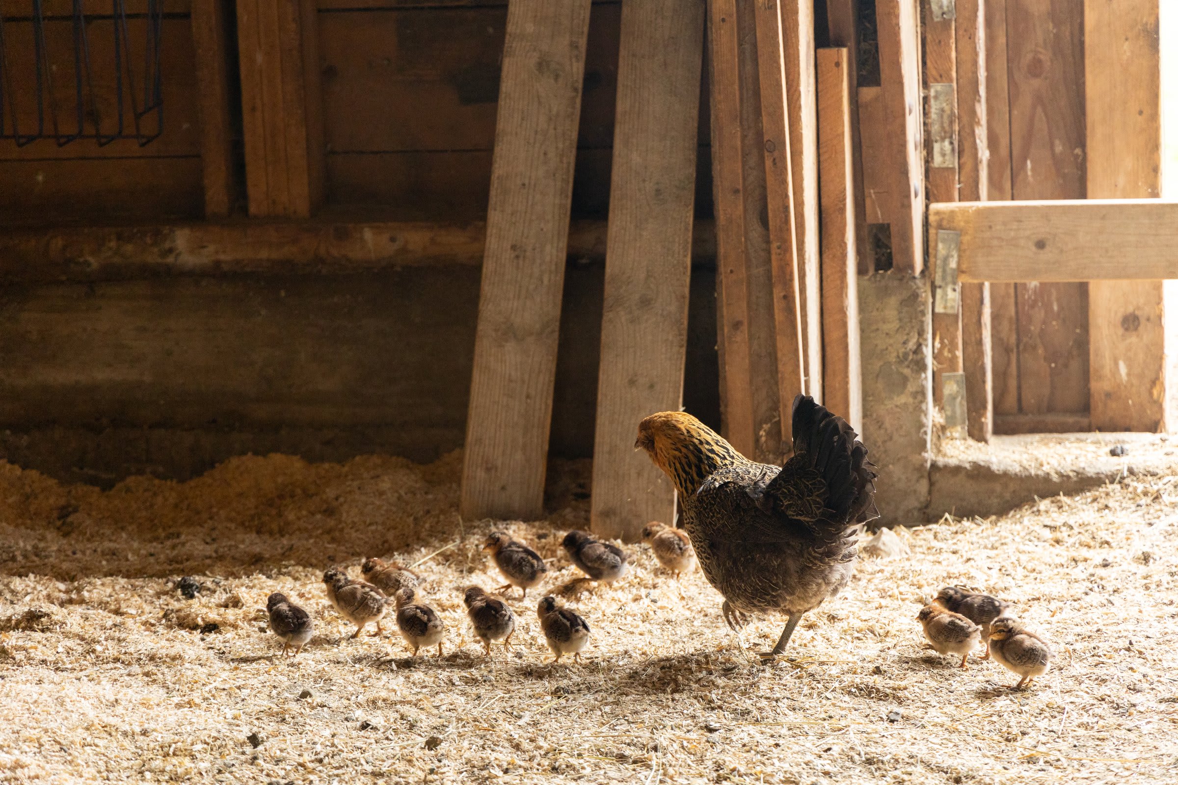 A mother hen with her chicks in the coop