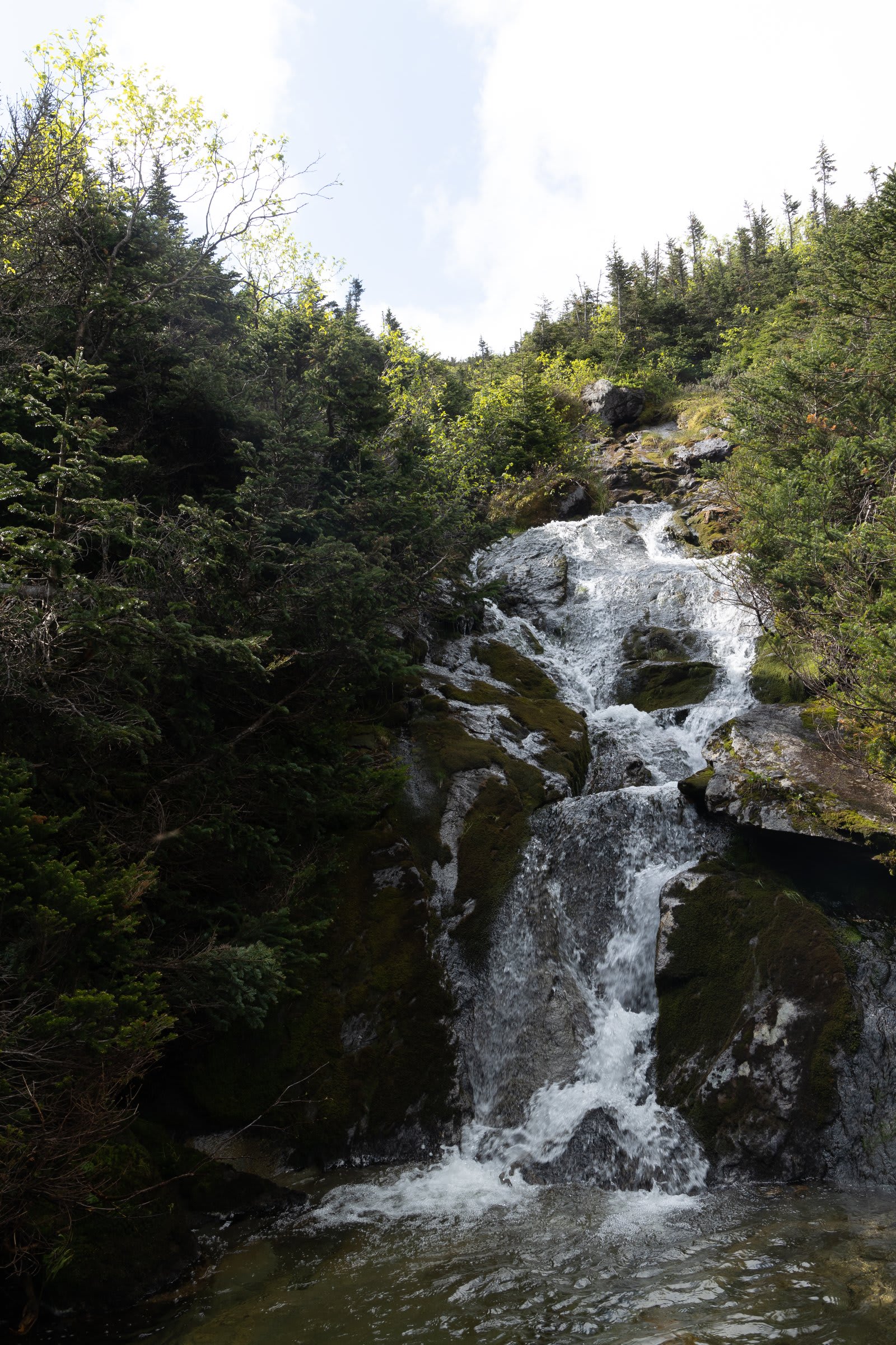 Lush green forest during the lower descent