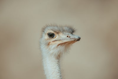 an image of something
