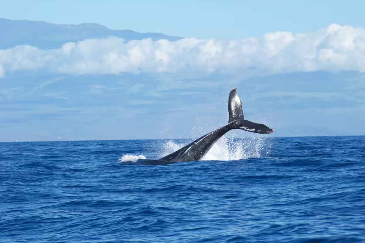 a giant whale tail slapping against the ocean surface as a whale dives