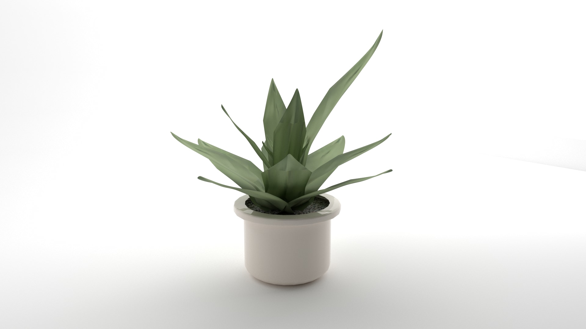 Snake Plant