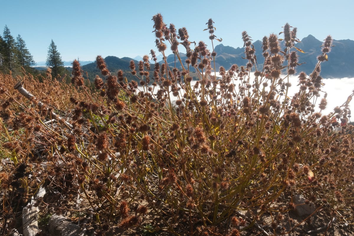 Dried grasses and plants in the sandy landscape.