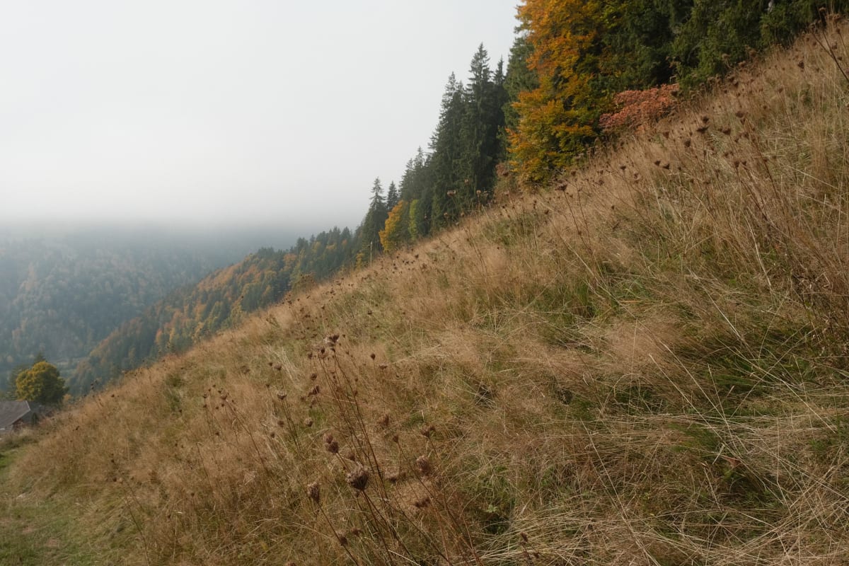 Dried grasses along the hillside.