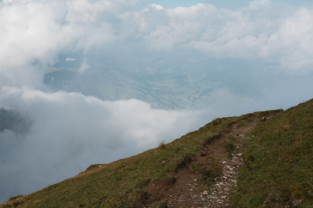 Moss growing on a rock on the path.