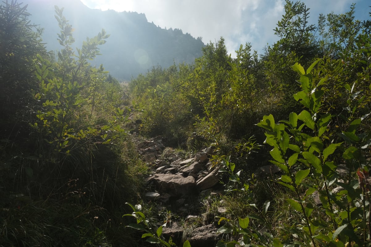 Part of the hike going through more dense brush.