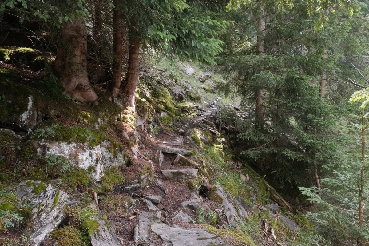 A stony path through a forest.