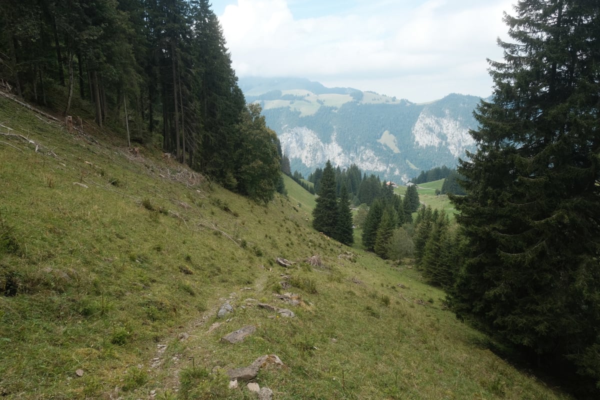 A grassy path along a hillside.
