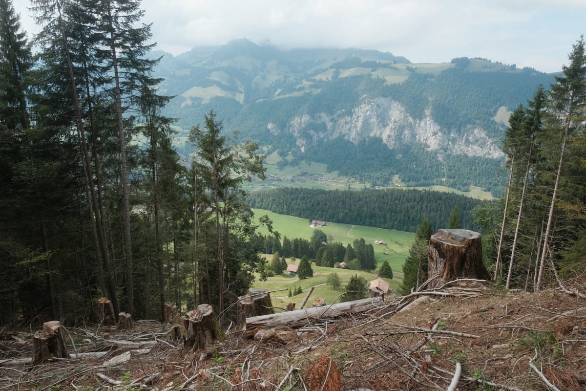 A tree stump of a freshly logged forest frames a view of the Diemtigtal valley below.