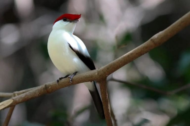 Câmara avalia lei que proíbe exportação de fauna nativa brasileira