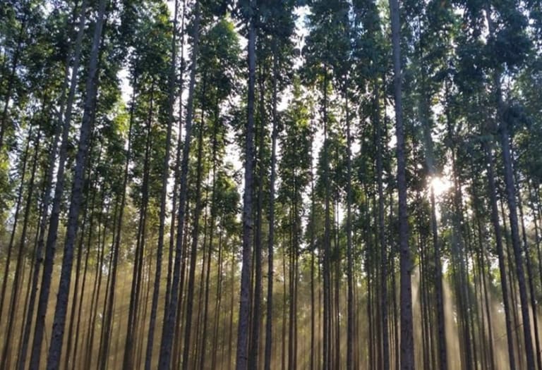 Produção florestal brasileira bate recorde e alcança 47 bilhões de reais impulsionada pela silvicultura