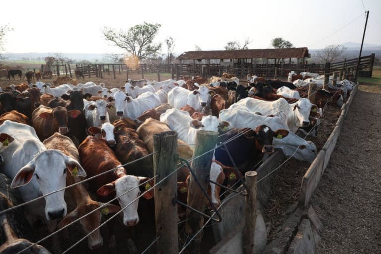 Zebu amplia produção em Lajeado e expande mercado de eletrificadores solares