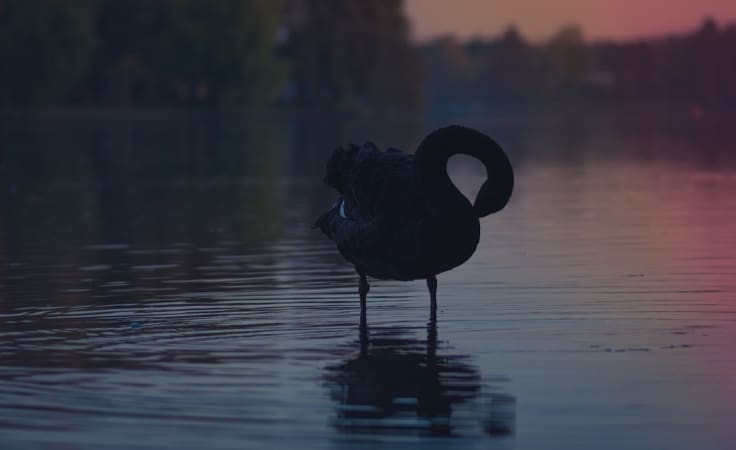 Black Swan in Your Content Marketing Plan | Success by LiveChat