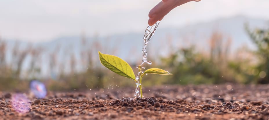 a hand watering a plant, a clear sky in the background