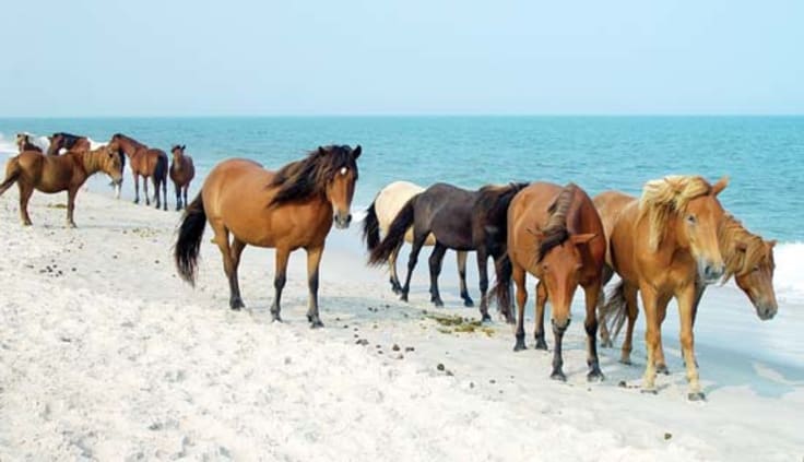 wild horses on beach