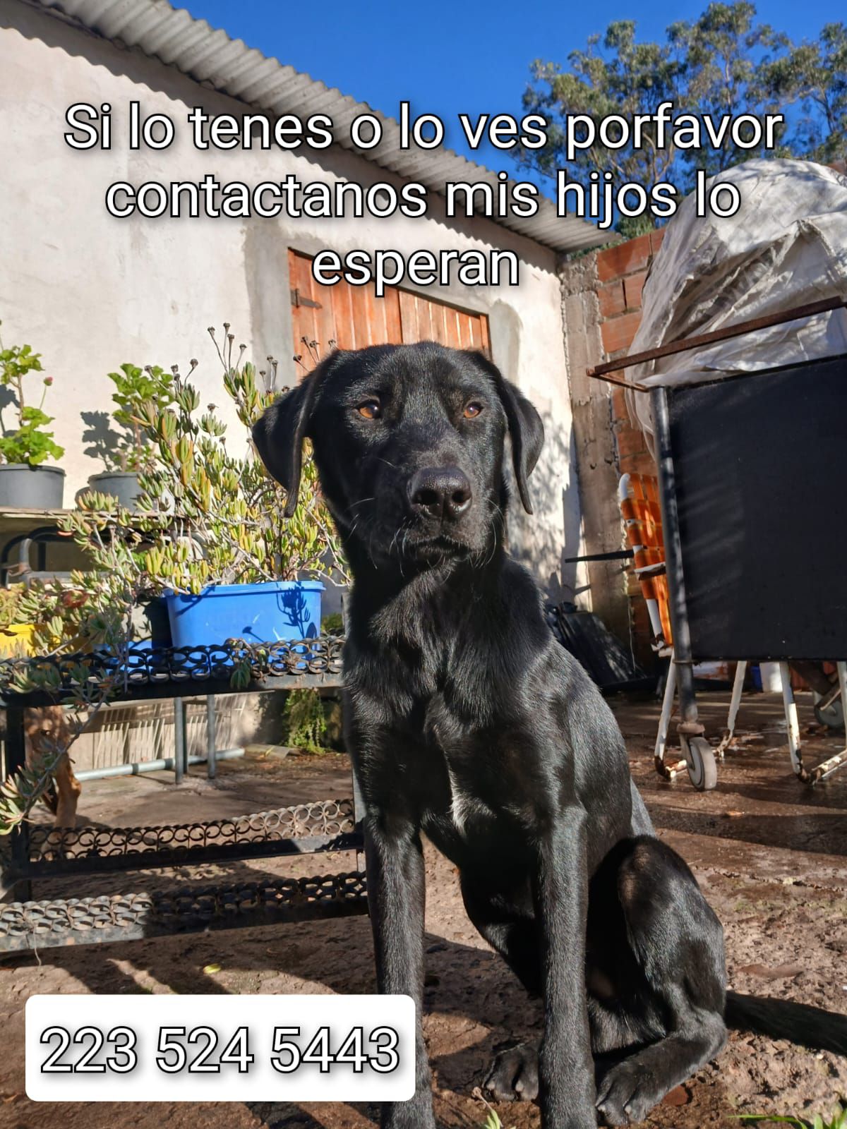 Cachorro Negro