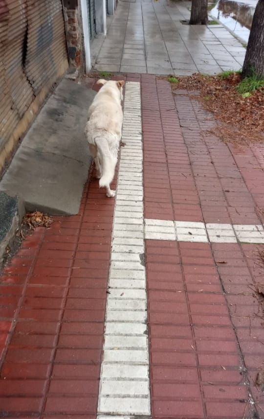 Perro encontrado