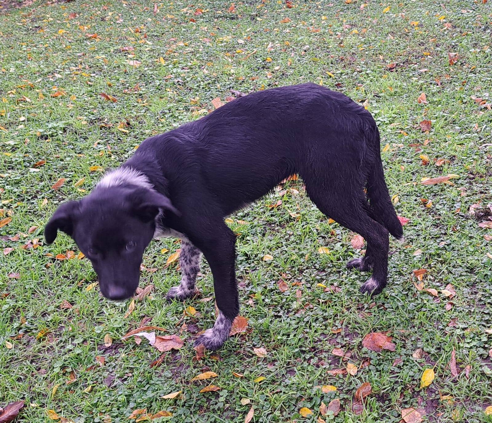 Perro encontrado